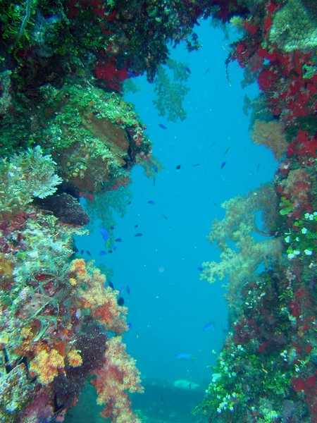 Coral growth and fish seen near blast hole through hull of Sankisan Maru. Image courtesy of NOAA / David Burdick.