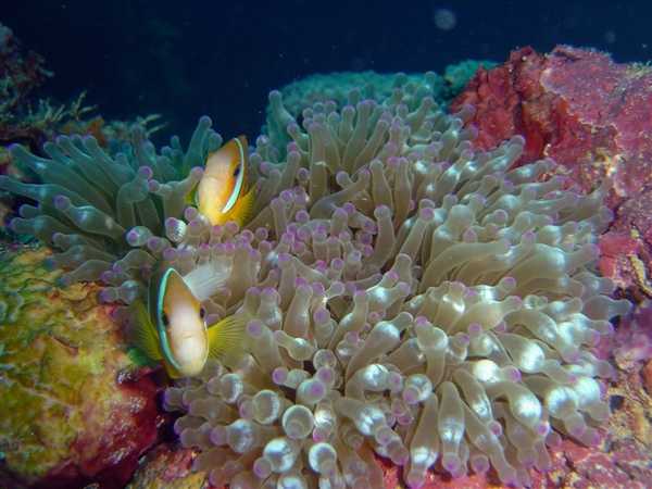 Sea anemone with two anemonefish (Amphiprion sp.) off the island of Chuuk. Image courtesy of NOAA / David Burdick.