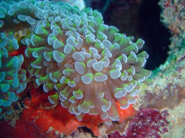 Anchor coral (Euphyllia anchora) colony on the Fumitsuki Maru. Image courtesy of NOAA / David Burdick.