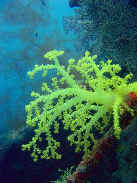 Yellow soft coral on the Hanakawa Maru. Image courtesy of NOAA / David Burdick.