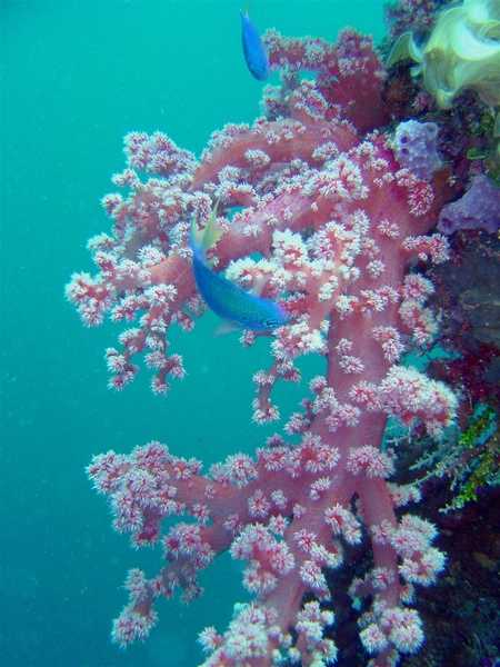 Pink soft coral on the Hanakawa Maru. Image courtesy of NOAA / David Burdick.