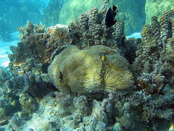 Bora Bora&apos;s underwater life is plentiful and beautiful.