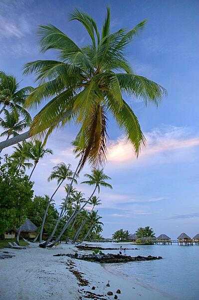 Palm trees and beaches in Bora Bora.
