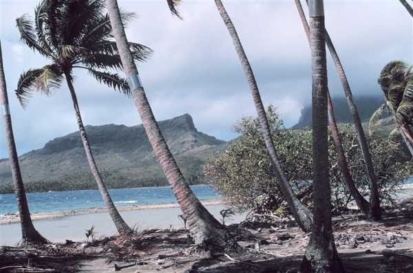 Leaning palm trees with metal bands to stop incursions of coconut crabs. Photo courtesy of NOAA / Anthony R. Picciolo.