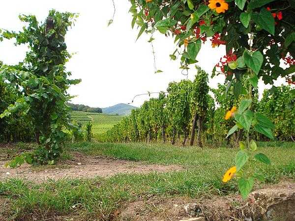 Vineyards along the Alsatian Wine Route.