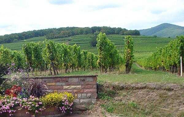 Vineyards along the Alsatian Wine Route.