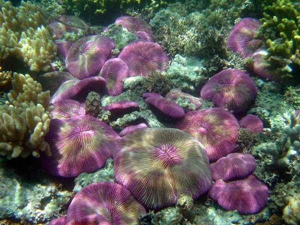 Violet Fungia coral. Image courtesy of NOAA / David Burdick.