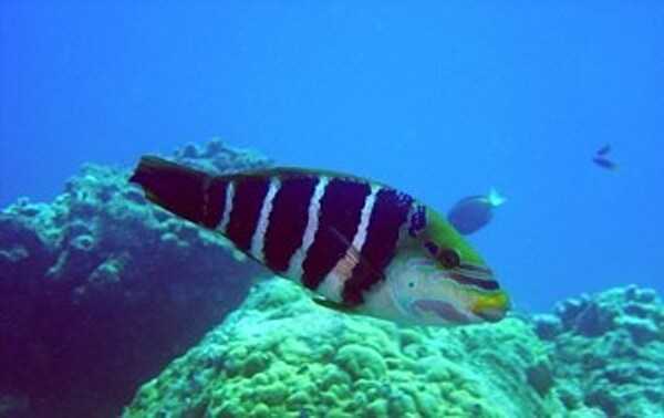 A barred thicklip off the waters of Guam. The fish is named a'aga in Chamorro. Photo courtesy of the US National Park Service.