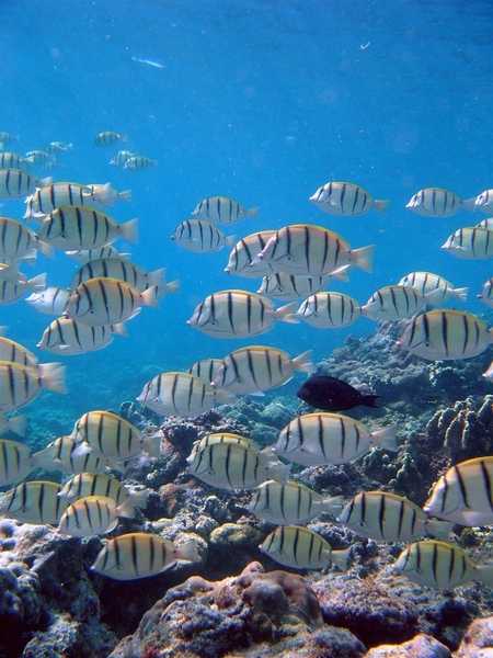 A school of convict tang fish (Acanthurus triostegus). Image courtesy of NOAA / David Burdick.