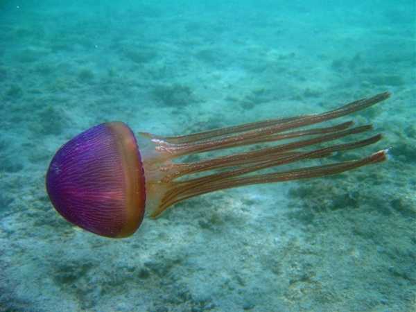 A jellyfish in the waters off Guam. Image courtesy of NOAA / David Burdick.