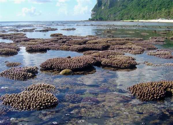 Shallow reef exposed at low tide. Image courtesy of NOAA / David Burdick.