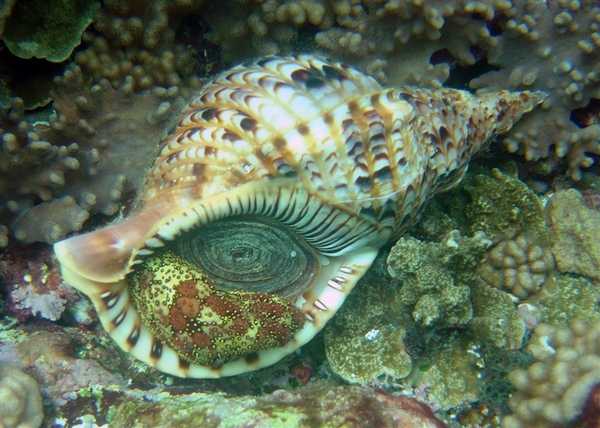 Triton shell (Charonia tritonis). The green and brown animal on the lip of the triton is a sea cucumber. Image courtesy of NOAA / David Burdick.