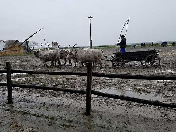 Outdoor show at the Bakodpuszta Equestrian Center near Kalocsa showing traditional Hungarian cattle.