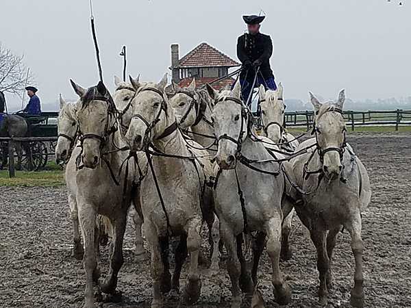 Outdoor show at the Bakodpuszta Equestrian Center near Kalocsa showing a rider controlling eight horses. The people of the Puszta region have long relied on the horse for transport, settlement, and defending their land.