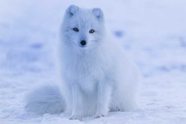 While the Arctic fox is the only mammal native to Iceland, its range also extends to Alaska, Canada, Greenland, and Russia. Though this hardy animal lives in some of the most frigid areas on earth, it will usually not start shivering until the temperature drops to −70 °C (−94 °F). The Arctic fox’s coat provides some of the best insulation of any mammal fur; it is the only member of the canine family whose foot pads are also covered in fur.