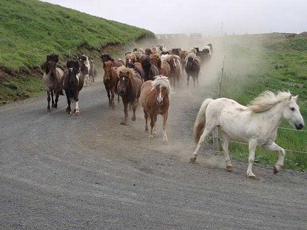 A roundup of Icelandic horses.