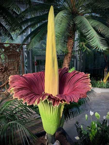 Native to the tropical rainforests of Sumatra where it reaches heights up to 3.65 m (12 feet tall), the Corpse Flower (discovered in 1878) acquired its name from the powerful stink its bloom emits that is akin to the smell of rotting flesh and is particularly strong during peak bloom at night and in the early morning. The plant generates heat allowing the smell to travel long distances attracting pollinators such as carrion beetles and flies. The flower blooms only when it accumulates enough energy in its underground stem, making its flowering cycle unpredictable.  The Corpse Flower is listed as Endangered by the International Union for Conservation of Nature with less than 1,000 in the wild due to logging and conversion of its native habitat to palm oil plantations.
 (Photo courtesy of the US Botanical Garden)
 (Photo courtesy of the US Botanical Garden)