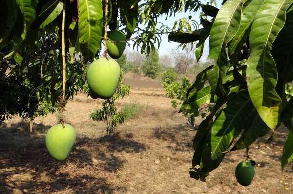 A view inside a mango grove. Mangos have been cultivated in India for more than 5,000 years and are the country's national fruit. India is the top mango producer in the world.