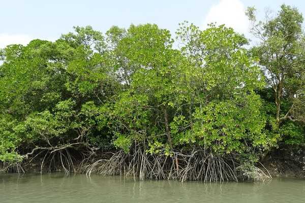 The largest mangrove forest  in the world is found in Sundarbans National Park, a UNESCO World Heritage Site in West Bengal. The tangled roots of the mangrove forest protect many organisms from predators, strong heat, and forceful tides. Mangrove forests also remove five times more carbon dioxide from the atmosphere than terrestrial forests.