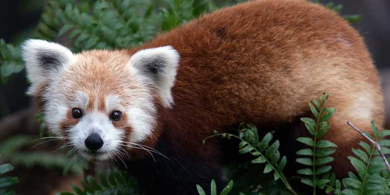 Despite sharing a common name and a love of bamboo, red pandas (aka lesser pandas) and giant pandas are not closely related. The name “panda” is believed to come from the Nepali word “ponya,”meaning “bamboo eater.”  Red pandas live in the rainy mountain forests of Nepal, India, Bhutan, northern Burma, and central China where they spend most of their lives in trees sleeping, eating, and sunbathing. The diet of a red panda is 95% bamboo, but while the giant panda feeds on nearly every above-ground portion of bamboo, the red panda feeds on the most nutritious leaf tips and, when available, tender shoots. They live solitary lives except during breeding season. Red Pandas are considered endangered as they are threatened by habitat loss, fur trapping, or capture for the illegal pet trade. (Photo courtesy of the Smithsonian National Zoo.)