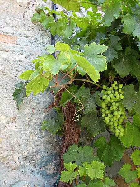 A grapevine at a vineyard in the town of San Giovanni.