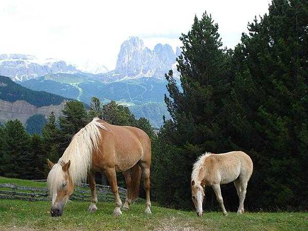 A foal and mare in the Dolomites.
