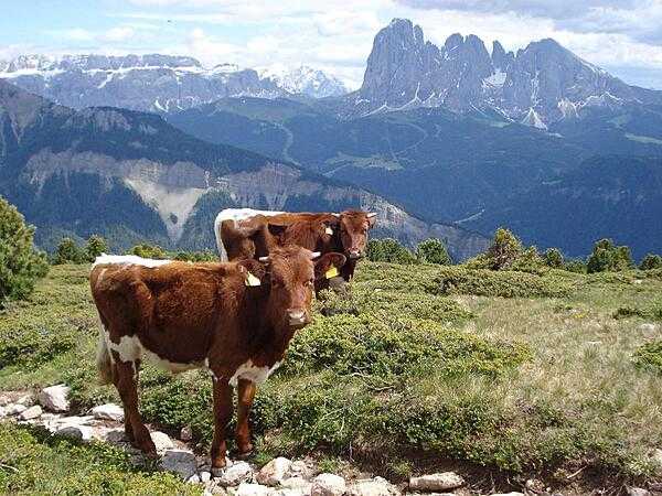 Italian cattle in the Dolomites.