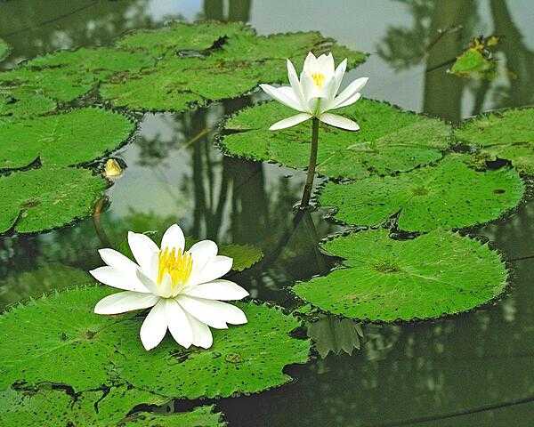 Lotus blossoms.