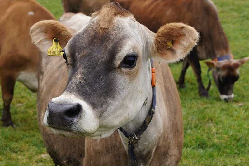 The Jersey cow is a national symbol of the Isle of Jersey, a small British crown dependency in the English Channel near France. Jerseys, one of the oldest breeds of cattle, were brought to England in the 1740s and then to the US in the 1850s. A strict ban on cattle imports, in place for about 150 years, ensures that the thousands of Jersey dairy cows still on the island continue to be purebred.   Jersey cows are small but very efficient grazing animals and can thrive in many different climates. Their milk is valued for its high butterfat and protein content.