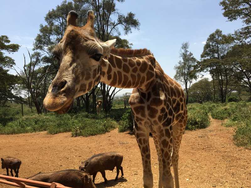 This friendly giraffe, and the warthogs at its feet, live at the Giraffe Center just outside Nairobi.  Visitors to the popular nature sanctuary are encouraged to feed the giraffes from the raised observation platform.  The center focuses on breeding its endangered Rothschild giraffes and conservation education.