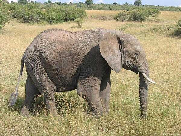Elephant in Masai Mara National Reserve.
