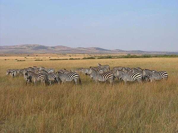 Zebra Herd in Masai Mara National Reserve.