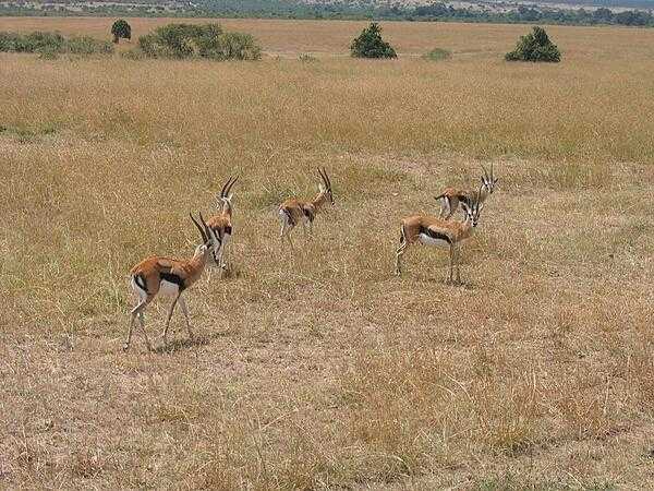 Thompsons Gazelle in Masai Mara National Reserve.