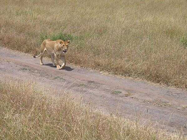 Lion in Masai Mara National Reserve.