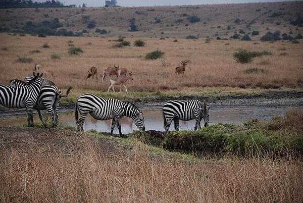 Zebras at pool of water in Nairobi National Park.