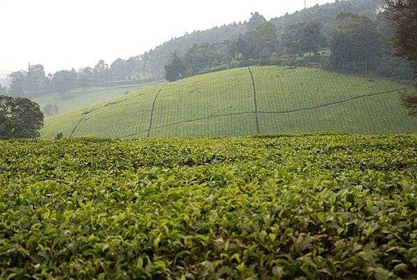 A view of the Kiambethu tea farm in Limuru.