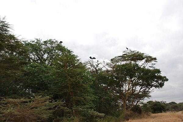Storks roosting in trees at Nairobi National Park.