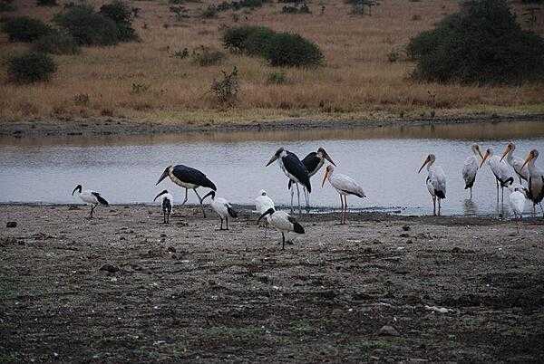 Ibis and storks in Nairobi National Park.