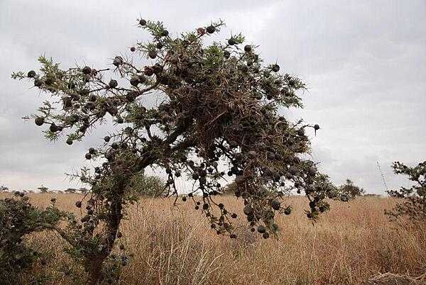 The thorns on this acacia tree in Nairobi National Park are very evident.