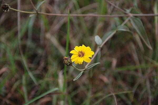 A yellow daisy in field close to Lake Naivasha.