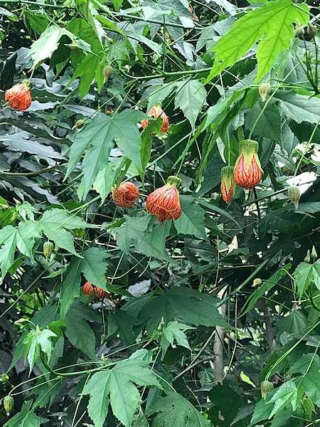 Although native to South America, the redvein abutilon (Abutilon pictum) is a popular horticultural planting in Africa - admired for its colorful, hibiscus-like flowers. These flowers are lantern-shaped and (among wild species) can be yellow, orange, or occasionally red or pinkish in color; they all have pronounced venation on their petals. Abutilon flowers can grow alone, in pairs, or in small clusters and are a summer delight.