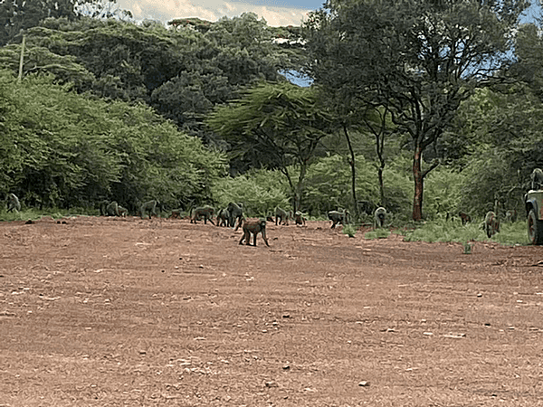 A troop of baboons crossing a road.