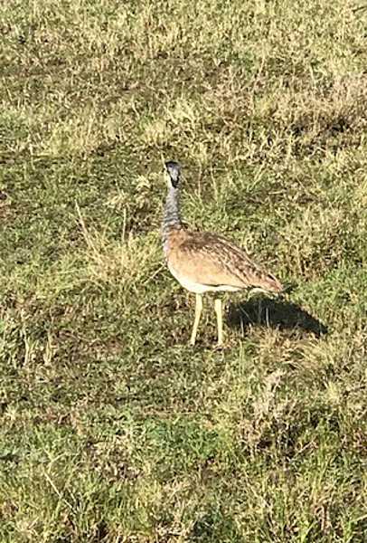 A white-bellied bustard. Bustards are large, heavily built birds that move mostly by walking and running on the ground. They hunt for small prey like lizards and grasshoppers, but also eat seeds and shoots. The White-bellied Bustard is smaller than some of its relatives in the bustard family and is relatively common in Kenya and much of Africa in open, semi-arid, or seasonally dry habitats. The birds form small flocks that move together in search of food.