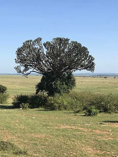 The candelabra tree is common in Kenya's Rift Valley; it is a succulent that can grow to a height of 15 m. The trunk is short and thick and forms a solid base that spreads out in a multitude of branches, resembling a candelabra. Giraffes enjoy the leaves.