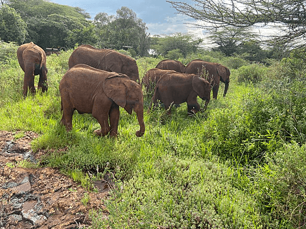 Elephants at the David Sheldrick Trust - a sanctuary in Nairobi National Park  that hand-rears orphaned elephant and rhinoceros calves, and later releases them back into secure sanctuaries. Orphaned and sick animals are brought to the sanctuary from all over Kenya.