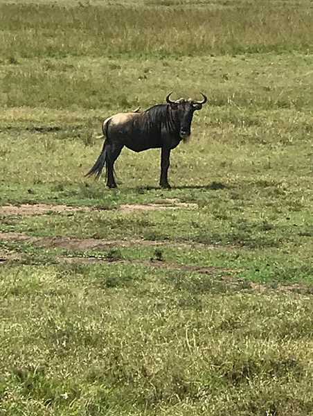 Also known as the gnu, the wildebeest is a member of the antelope family that has a large, box-like head with curving horns. Every year, wildebeest, Thomson’s gazelle, zebra, eland, and other ungulates (hoofed animals) participate in what has been called "the greatest show on earth" - The Great Wildebeest Migration. It is unclear how the wildebeest know in which way to migrate, but it is generally believed that their journey is dictated primarily by their response to the weather, i.e., they follow the rains and the growth of new grass.