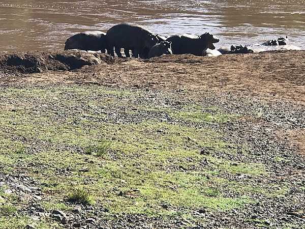 A small herd of hippos entering the Mara River.