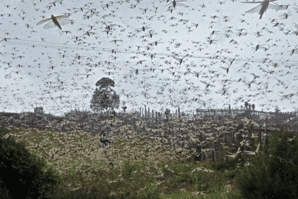 Massive locust swarm; such outbreaks occur periodically in East Africa. The voracious insects devour thousands of hectares of farmland and forests, and threaten food security for millions across the region, which is already vulnerable to food shortages. Photo courtesy of NASA / Gentrix Machenje.
