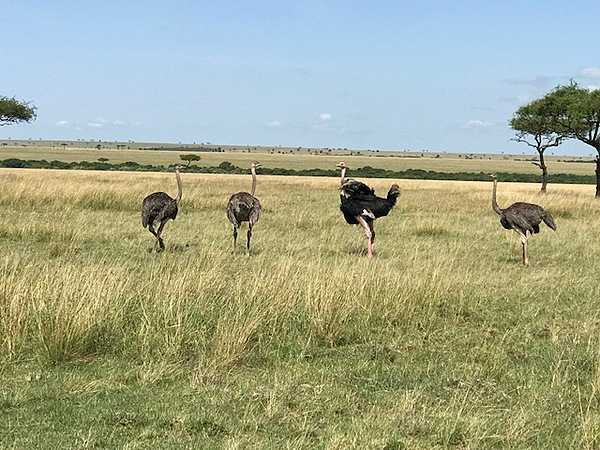 The ostrich is the largest bird in the world, standing between two and 2.5 m in height and weighing up to 130 kg. The mail has black and white plumage; the plumage  of the female is a mix of gray and brown.
