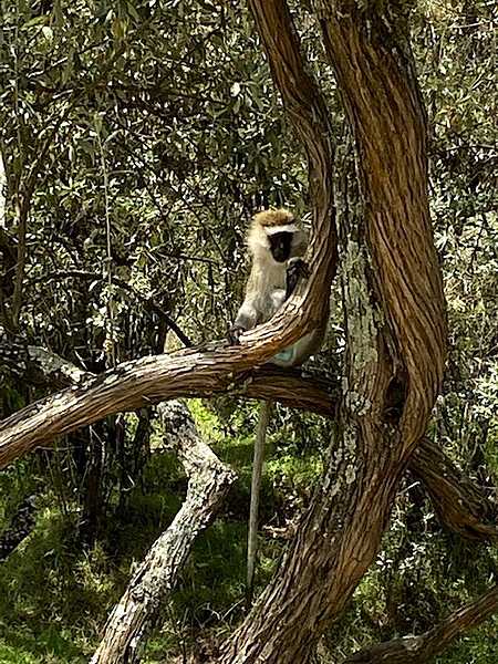 Vervet monkeys are highly adaptable primates that forage the grasslands and trees of the savanna during the day and sleep in trees at night. Vervets have been noted for having human-like characteristics; they live in social groups ranging from 10 to 70 individuals, with males moving to other groups when mature.
